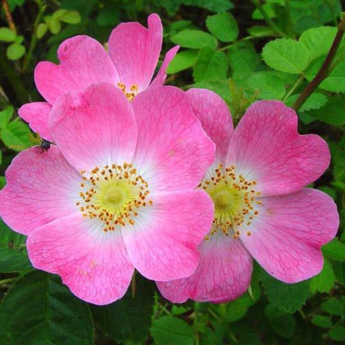 Rosa rubiginosa (Wein-Rose) rosa einfach, 5 Petalen 3-5, in Büscheln zu 2-3 zart länglich, rosa stark, aufrecht, bogig überhängend, stachelig mittelgross, dunkelgrün, matt 200 cm 150-200 cm
