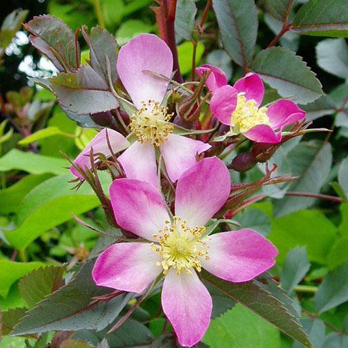 Rosa glauca (Hecht-Rose, Rotblatt-Rose ) Früchte rosa mit weisser Mitte einfach, 5 Petalen, goldgelbe Staubgefässe 2-3, in Büscheln sehr bis -35 kegelförmig, dunkelrot aufrecht, locker, überhängend,