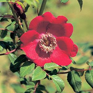 Rosa moyesii Geranium (Mandarin-Rose, Rote Büschel-Rose ) Eltern rot einfach, 5 Petalen 4-6, in Büscheln kegelförmig stark, buschig, gut verzweigt mittelgross, mittelgrün, glänzend 150 cm