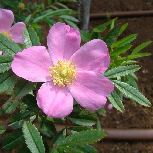 Rosa nitida (Glanz-Rose ) rosalila einfach, 5 Petalen, goldgelbe Staubgefässe 4-6, einzeln/in Büscheln lang, kegelförmig, karminrot stark, aufrecht, dicht, borstig bestachelt schmale Einzelblättchen,