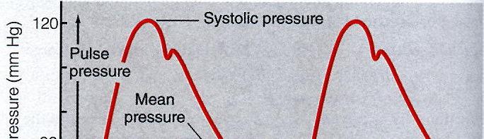 der Blutdruck systolischer Druck Inzisur incisura