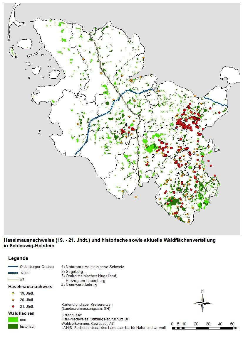Abb. 5: Verbreitung der Haselmaus in Schleswig-Holstein (Ehlers 2009) 4.2 Fledermäuse Potentielle Fledermausquartiere bestehen im Plangebiet in allen Bäumen mit Höhlen, Spalten und Rissen.