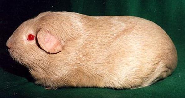 Beim Menschen sind für das C-Gen 78 Allele bekannt, bei der Maus über 100 Allele!