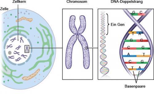 Farben werden durch Gene vererbt Was ist eigentlich ein Gen?