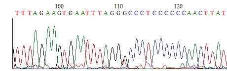 Tabelle 27: Überblick über gefundene Mutationen Lipoproteinlipase Fragment Fallgruppe (TG > 150 mg/dl, BMI < 25 kg/m 2 ) Kontrollgruppe (TG < 150 mg/dl, BMI < 25 kg/m 2 ) LPL-P1 kein SNP gefunden