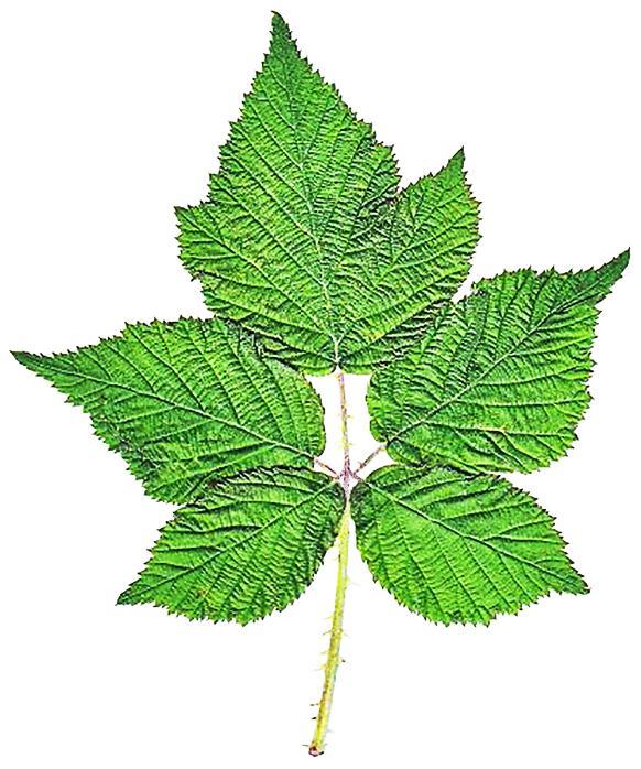 109 4 Rubus slesvicensis, Schleswiger Brombeere, Rubus wahlbergii, Wahlberg-Brombeere Einzige auf Amrum bekannte Arten der Sektion Corylifolii sind R. slesvicensis (Martensen et al. 1983), westl.