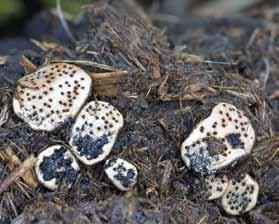 Im Gebiet wächst die europaweit seltene Art in Eichen-ainbuchenwäldern auf Löss über Muschelkalk. Eine Fruchtkörperbildung im Juni/Juli ist von ausreichenden Niederschlägen abhängig.