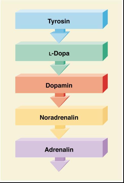 Neurotransmitter Die Monoamine lassen sich strukturell in 2 Gruppen einteilen: Catecholamine Dopamin Noradrenalin Adrenalin Indolamine Serotonin Die