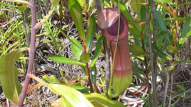 Die verschiedenen Vegetationsarten bieten Lebensraum für die faszinierenden fleischfressenden Pflanzen bis hin zu wilden Orchideen.