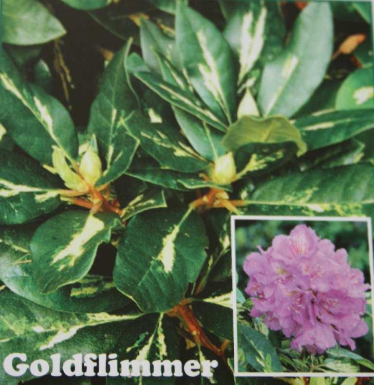 79 17 x 4 17 Rhododendron hybr. Veredlungen - Alfred- lila mit gelben Fleck - Azurro- violett mit schwarzem Fleck - Brasilia- gelborange - Constanze- dkl.