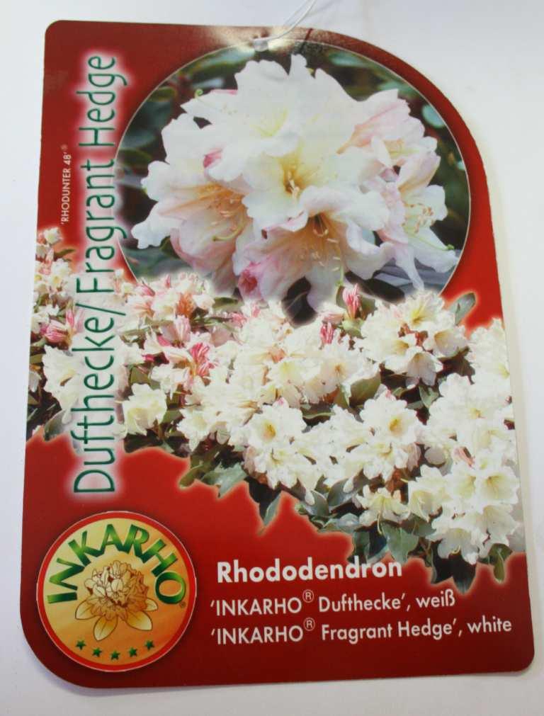 81 10 x 3 10 Rhododendron Hybr.