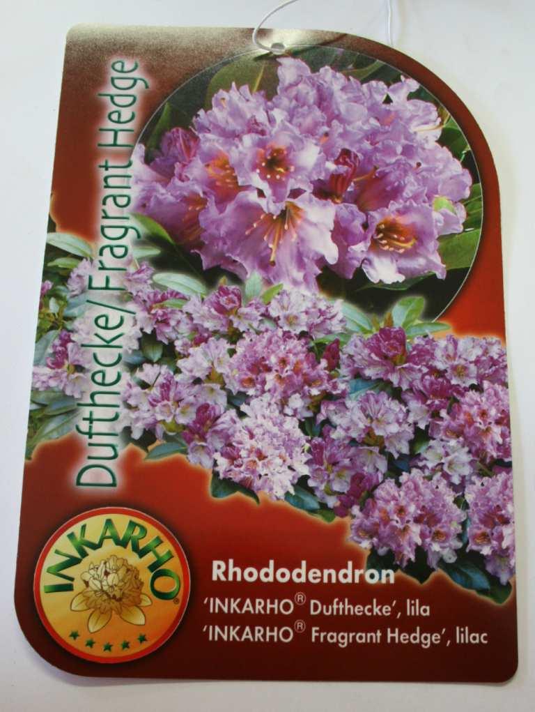 84 17 x 4 17 Rhododendron Hybr.'Dufthecke'Lila Blüte: lila duftend, kalktolerant C 5 Ink.