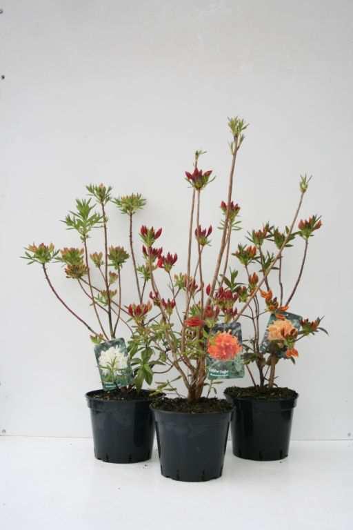 87 17 x 3 17 Rhododendron luteum in Sorten Gartenazaleen, sommergrün C 5 40 50 4027832023409 88 17 x 3 17 Rhododendron