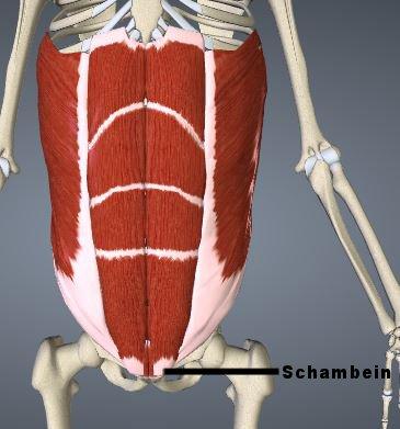 M. rectus abdominis (Video: https://goo.gl/rohjme) Schwertfortsatz, 5.-7.