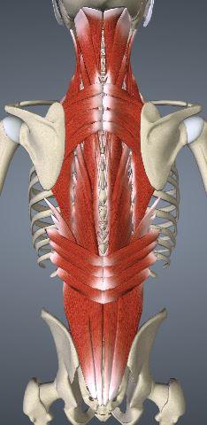 M. erector spinae (Video: https://goo.gl/ckjwhm) Der Erector Spinae besteht aus dem medialen und dem lateralen Trakt.