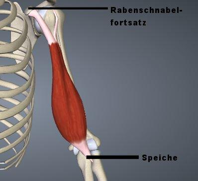M. biceps brachii (Video: https://goo.