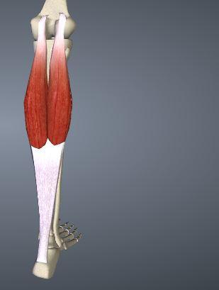 M. Triceps Surae(Gastrocnemius) (https://goo.gl/z4jjjf) Medialer u.