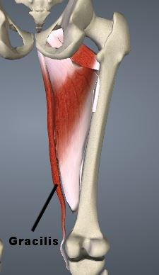 Außenrotation) Gracilis: Flexion in Knie und Hüfte + Innenrotation im Knie Neigt zur Verkürzung 2 Breiter Ausfallschritt zur Seite, zu dehnendes Bein