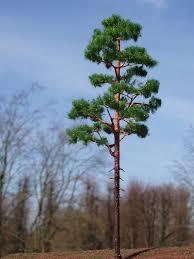 1.2.3. Wald Kiefer (Pinus sylvestris) Abbildung 3: Pinus sylvestris L., Wald-Kiefer (www.shop.strato.de) Die Waldkiefern (Pinus sylvestris L.) (Abb.