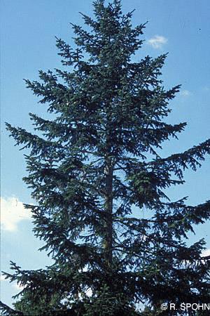 gilt das Terpentinöl als obsolet und wird deshalb für die innerliche Anwendung nicht empfohlen (Schneider et al., 2004). 1.2.6. Weißtanne (Abies alba) Abbildung 7 : Abies alba Mill., Weißtanne (www.