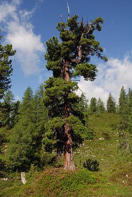 1.2.7. Zirbelkiefer (Pinus cembra) Abbildung 9: Pinus cembra L., Zirbelkiefer (www.wikipedia.org) Die Zirbelkiefer (Pinus cembra L.