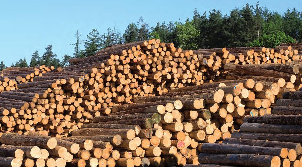 Der Rohstoff Holz Holz ist einer der ältesten Bau- und Werkstoffe und begleitet den Menschen durch sein gesamtes Leben, von der Wiege bis zur Bahre.