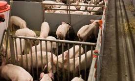 Produktivität Mastschweine (30-106 kg) DURCHSCHNITT TOP 25% Täglicher