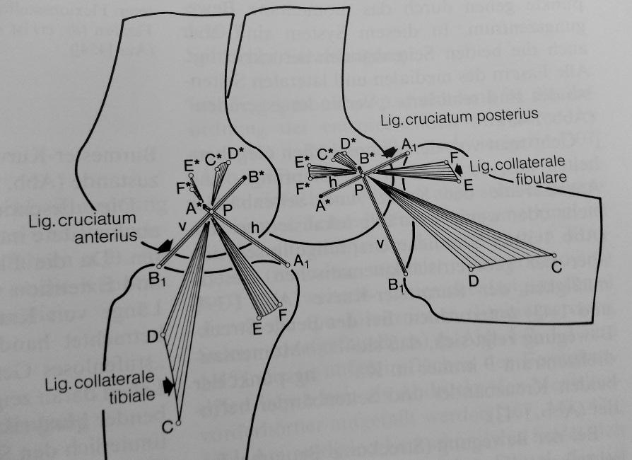 Abbildung 6: Biomechanik des Kniegelenkes [28] (Mit freundlicher Genehmigung des Springer Verlages) 1.3.
