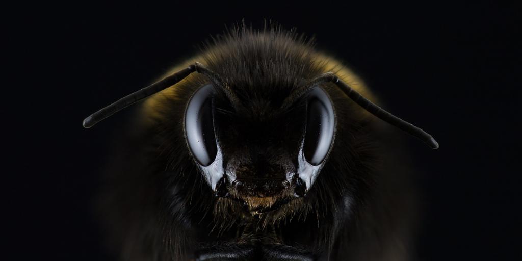 Sind Bienen gefährlich? Niedliches Bienchen oder Killermaschine? Imker, Honiggewinnung Wenn Bienen so richtig groß wären, könnte man schon Angst vor ihnen bekommen.