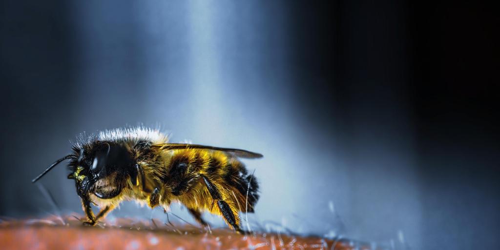Wenn die Biene sticht... Tipps für nach dem Bienenstich Bienenstich in Kuchenform mögen viele. Wenn das Insekt "Biene" einen piekst, ist das weniger lecker.