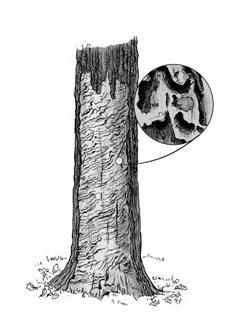 Zum Beispiel hohle oder tote Bäume, wie sie für die Zerfallsphase typisch sind, wurden im Zuge von Auslesedurchforstungen und Pflegeeingriffen häufig