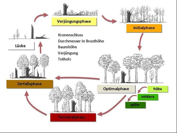 Waldentwicklungsphasen Die natürliche Entwicklung eines Buchenwaldes durchläuft verschiedene Phasen, die sich anhand der Parameter Kronenschluss, Durchmesser, Baumhöhe, Verjüngung und Totholzanteil