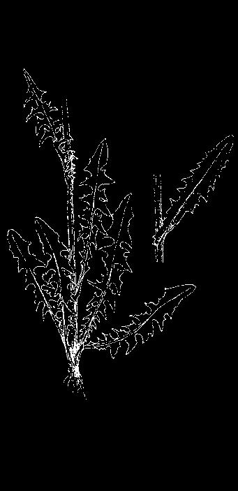 äusseren Blüten auf der Unterseite mit rötlichen Streifen Frühling-Herbst/5-30 cm Gelbe