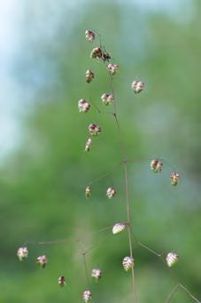 langen, gewellten Haaren; Blüten