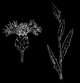 Skabiosen und Witwenblumen); Blütenköpfe