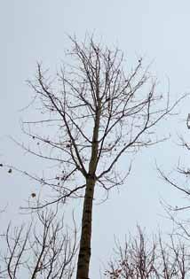WALD & WIRTSCHAFT Zielbaum nach neuem Konzept lange grüne Krone (65-75 % der Baumhöhe) ist der Zuwachsmotor für das Durchmesserwachstum des Erdstammes Erdstammstück = Zielprodukt - astrein (dicker