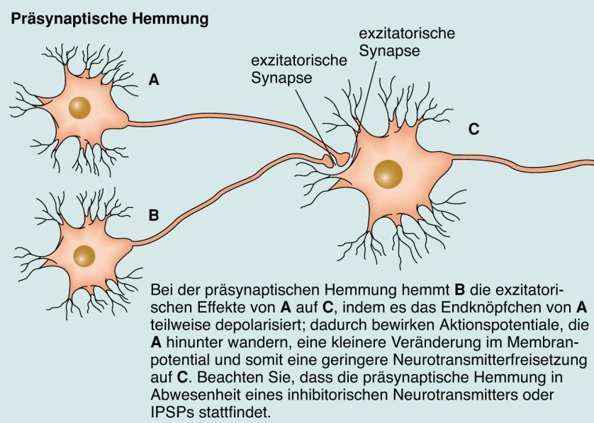 Wie lösen APe, die an den Endknöpfchen der Axone ankommen, die Freisetzung von Neurotransmittern in den synaptischen Spalt aus (chemische Signalübertragung)?