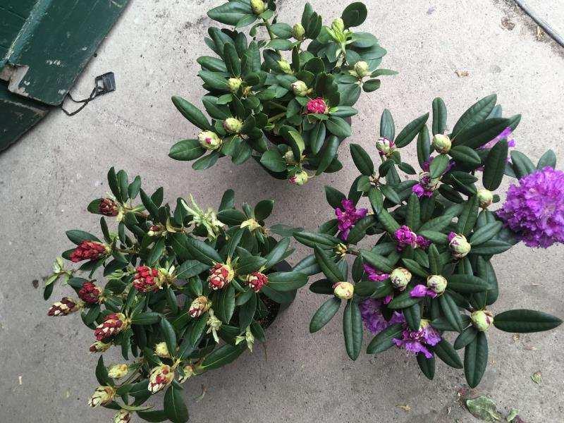 4 17 x 4 68 Rhododendron Liebhabersortiment Traumhafte Sorten zum TOP- Preis!