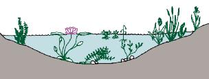 6 Wasserpflanzen (allgemein) Schwimmblattpflanzen, meist im Boden verwurzelt W 7 W 8 Untergetauchte