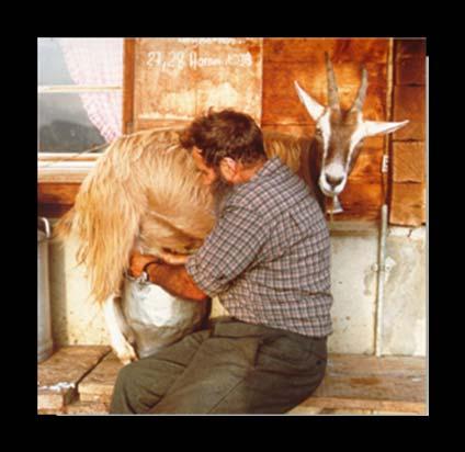 Ziegenmilchproduktion in der Schweiz traditionell - wie früher neben Milchkühen - Alpwirtschaft meist sehr kleine Strukturen - oft wenige Tiere (z.t. von Hand gemolken) - z.