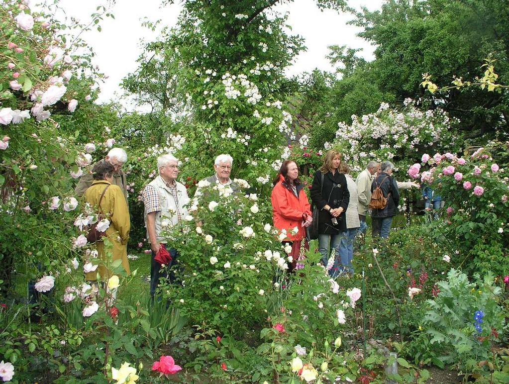 Großes Interesse der Besucher weckten die im Garten vorhandenen Sorten der Rambler (Klimmrosen).