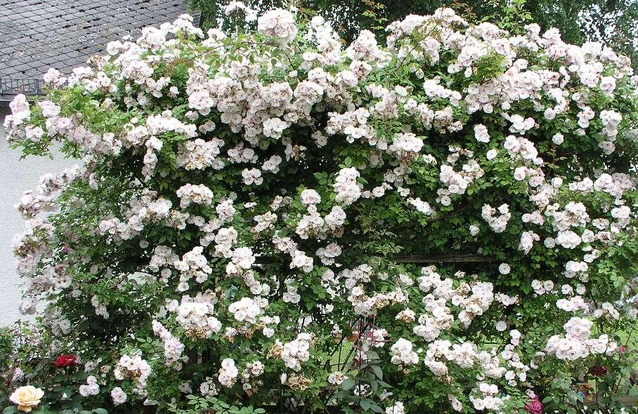 Da bei vielen Menschen die Rose, die Königin der Blumen ein unverzichtbarer Bestandteil ihrer Gärten oder Terrassen ist, gab es auch viele Fragen zur Pflege und Kultur zu beantworten.