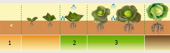 Kohl Natürliche Humuspräparate werden in bestimmten Entwicklungsstadien des Kohls eingesetzt. Sinnvoll ist durch den an den Blattoberflächen auftretenden Lotuseffekt die Anwendung von Haftmitteln.
