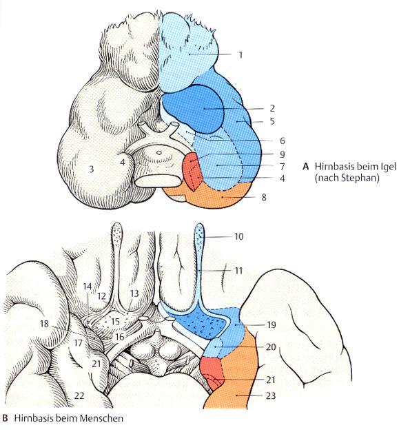 Weitere Verarbeitung Geruchssinn Perzeption (Verarbeitung) im Riechhirn (blau) (besteht aus Bulbus olfactorius, Tractus olfactorius und Riechrinde) Gehört zum Paleocortex als