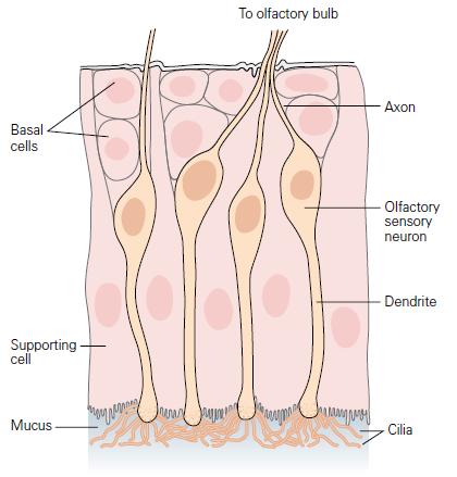Riechzellen Geruchssinn Riechzellen sind relativ kurzlebig (Lebensdauer von 30-60 Tagen) und werden ständig durch eine Schicht basaler Stammzellen im