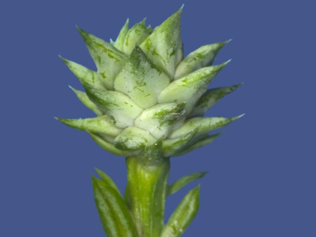 5 Abb. 14: Saxegoethea conspicua, reifer Samenzapfen; Reife Phyllocladus-Samen sind später zu rund 2/3 von einem Arillus sowie von den fleischig werdenden Tragblättern umgeben.