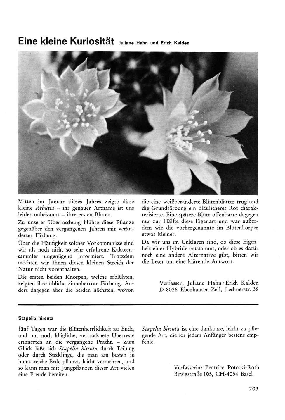 Eine kleine KuriOSität Juliane Hahn und Erich Kalden Mitten im Januar dieses Jahres zeigte diese kleine Rebutia - ihr genauer Artname ist uns leider unbekannt - ihre ersten Blüten.