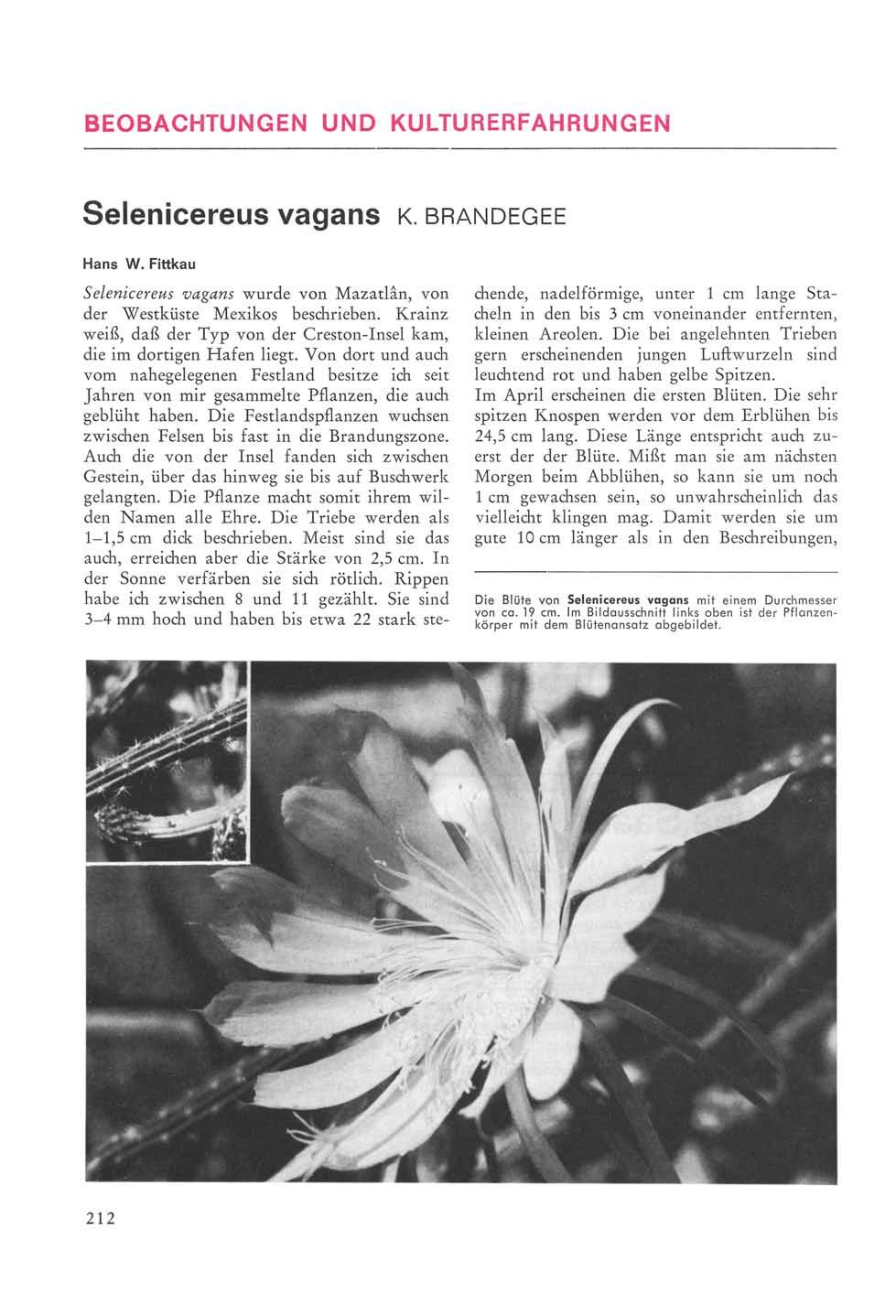 BEOBACHTUNGEN UND KULTURERFAHRUNGEN Selenicereus vagans K BRANDEGEE Hans W. Fittkau Selenicereus vagans wurde von Mazatlân, von der Westküste Mexikos beschrieben.