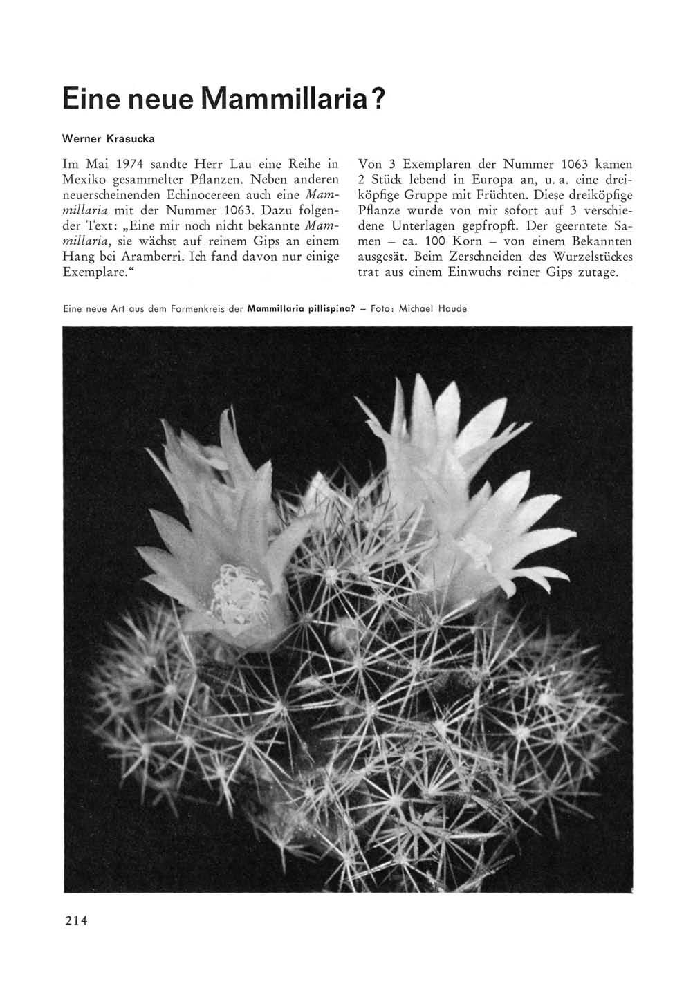 Eine neue Mammillaria? Werner Krasucka Im Mai 1974 sandte Herr Lau eine Reihe in Mexiko gesammelter Pflanzen. Neben anderen neuerscheinenden Echinocereen auch eine Mammillaria mit der Nummer 1063.