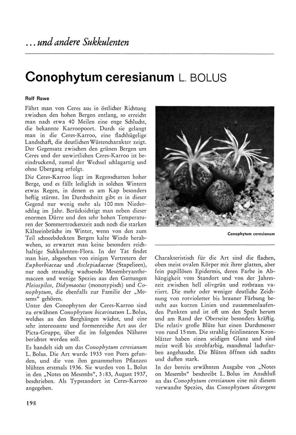 ... und andere Sukkulenten Conophytum ceresianum L.